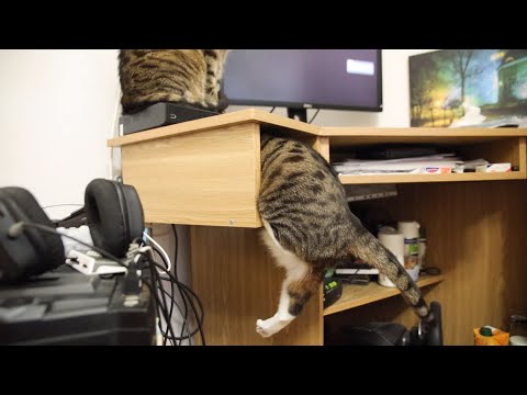 Nikita Cat's Curiosity