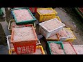 Amazing Transporting shrimp on fishing port