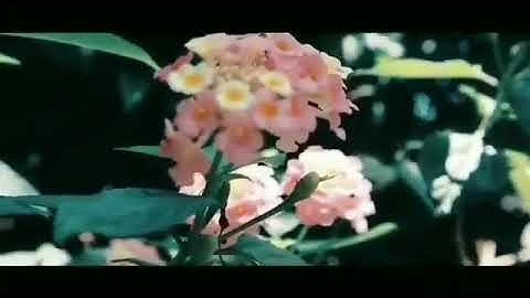 Video ALAM YANG INDAH!!!