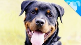 Rottweiler Facts by Best Breed Ever 1,414,100 views 9 years ago 2 minutes, 38 seconds