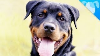 Rottweiler Facts