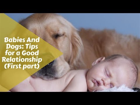 Babies And Dogs: Tips For A Good Relationship (First Part)