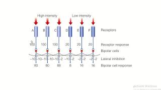 PSYCH360 Cognitive Processes, Online Module 2, 3 Perception Mach bands