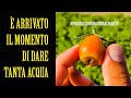 Pomodoro Estivo Adesso dobbiamo dare TANTA ACQUA #13