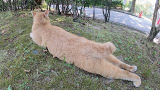 後ろ脚をピーンと伸ばしてリラックスする茶トラ猫www