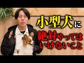 お家で小型犬に絶対やってはいけないこと8選【ドッグトレーナー解説】
