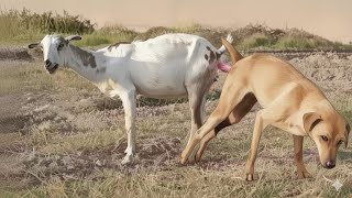 Download Lagu Guy Comes Home From Work With A Stray Dog |The Dodos🥰,bdb\ MP3