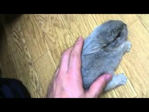 生後１ヶ月の子うさぎ Youtube