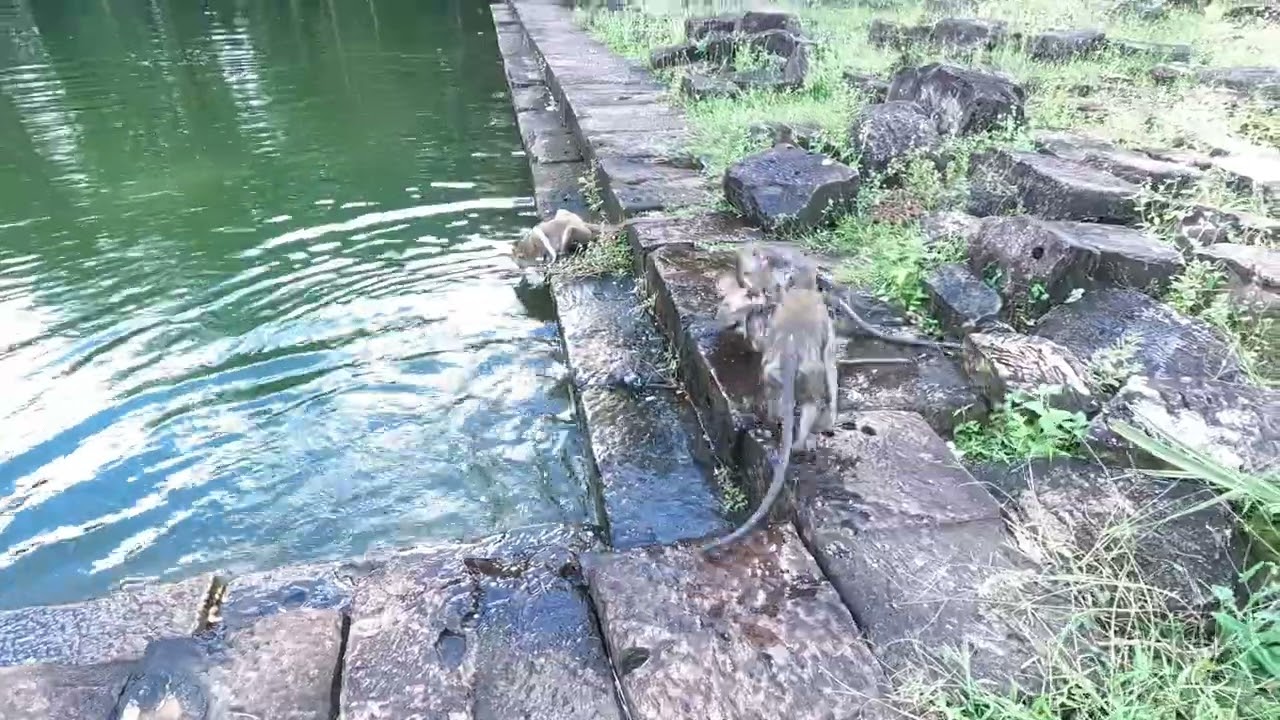 Pool time for monkeys