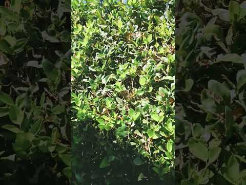 صباح الخير أصدقائي