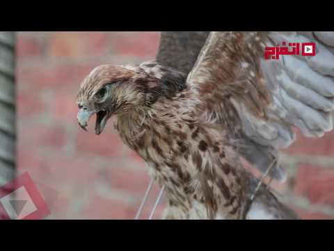 تحنيط الحيوانات