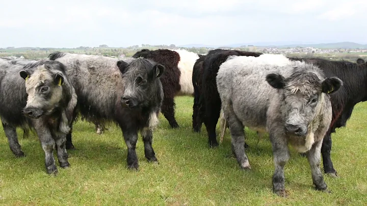 Royal Highland Showcase - Young Farmer - James Rea