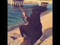 بلعين راسم صورتك ما انحرم من شوفتك