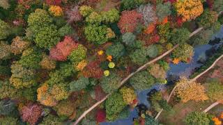Autumn Colour At Leonardslee Lakes And Gardens 2025