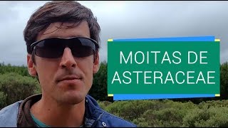 AS MOITAS DE ASTERACEAE