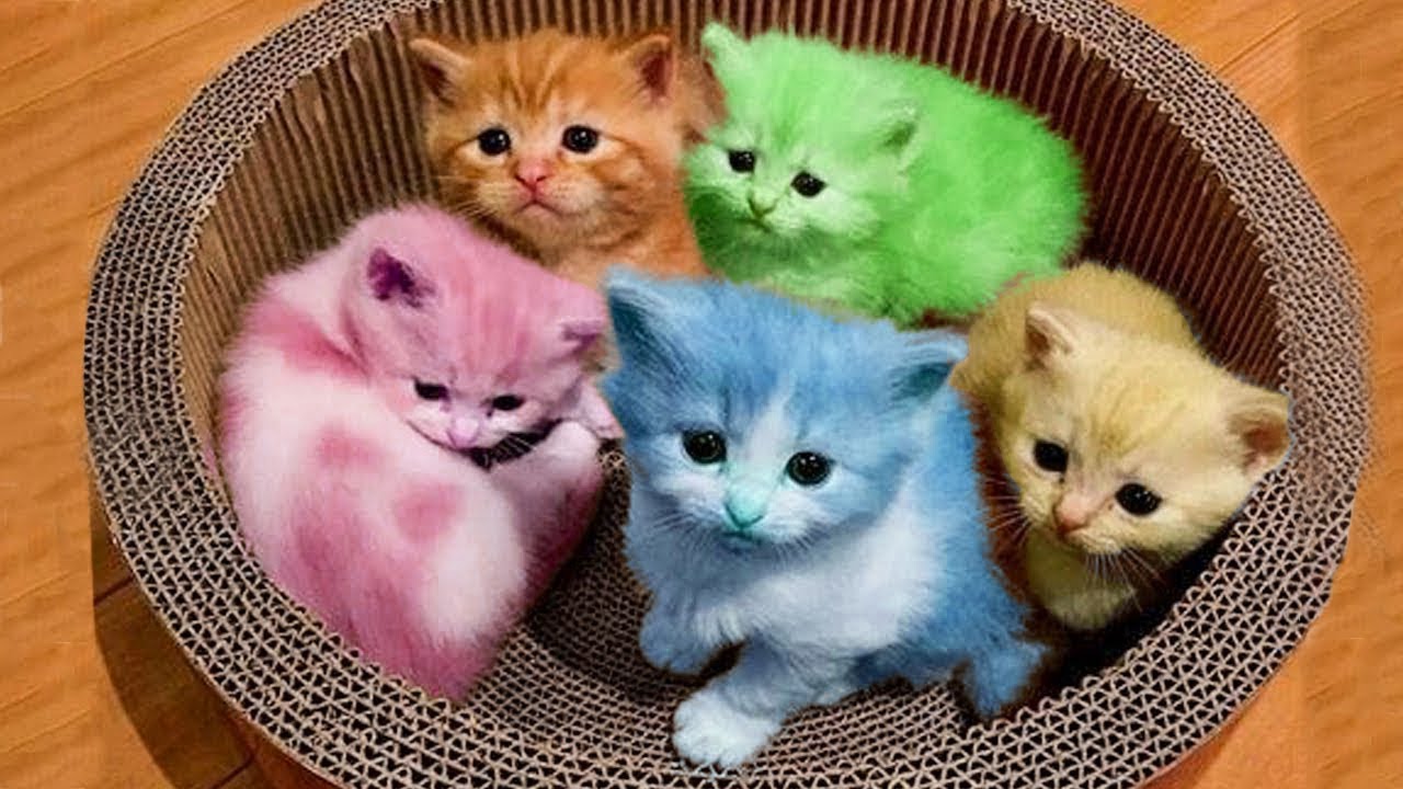 かわいい猫 おもしろ猫動画 最も面白い猫の映画 7 Youtube