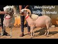 Heavyweight vilayati menda available in Hyderabad | Top quality vilayati sheep's in balapur Hyd
