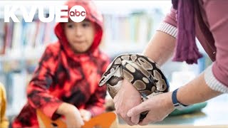 Round Rock Public Library's beloved ball python, Rocksssanne, to retire after 25 years