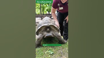 Schildpaddenpantsers: gevoelig of niet?