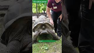 Turtle Shells Sensitive Or Not?