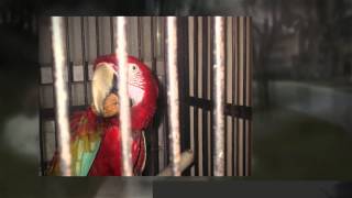 Pet Sitters Network Spotlight on A Pet Sitter Plus