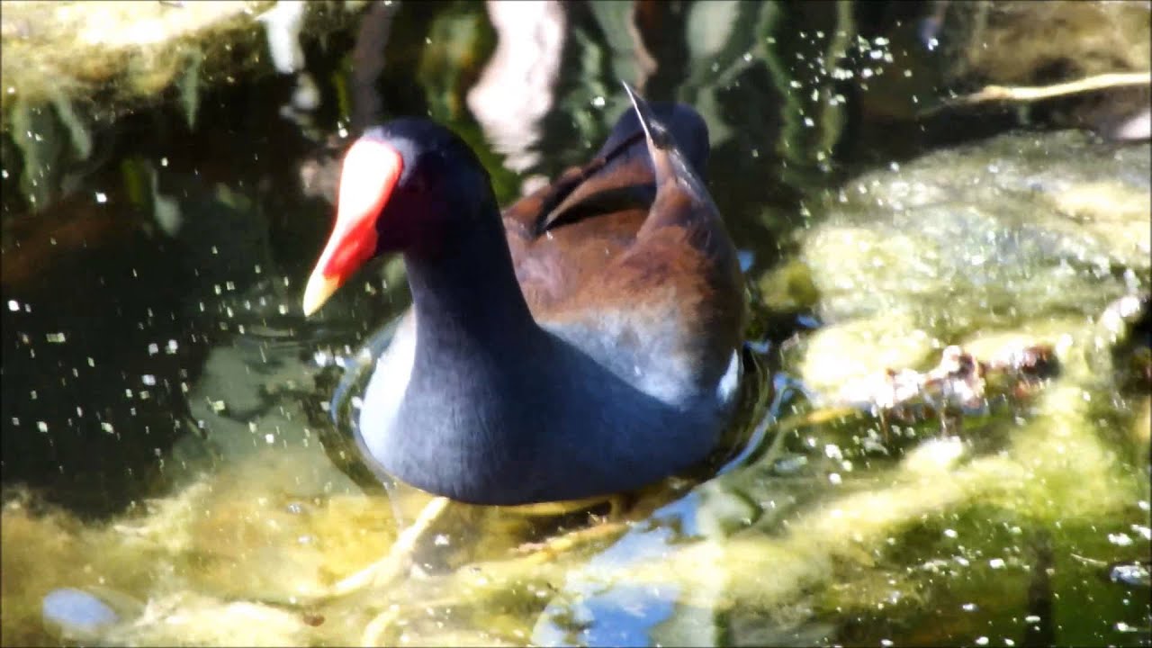 "Common Gallinule" (formerly Moorhen) Feeding 