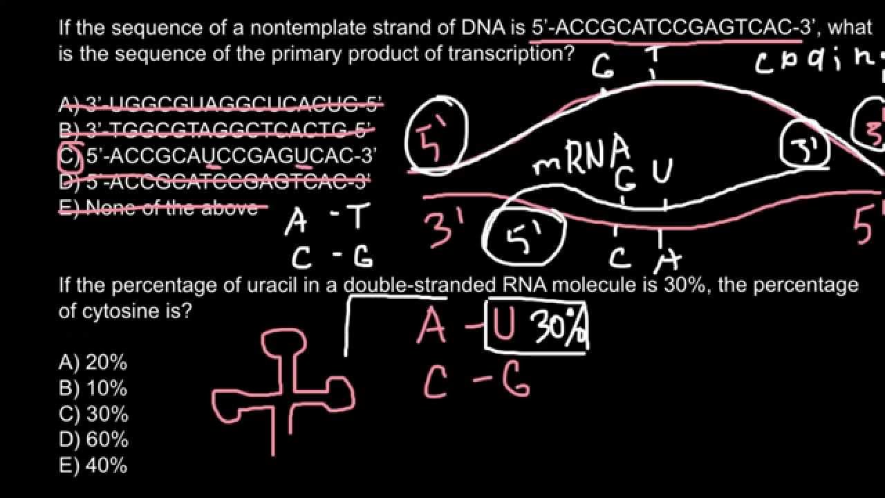 how-to-differ-dna-strands-coding-and-noncoding-template-and