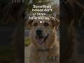 This Stray Dog Became a Hero...🐕🐕🦺 #usa #usashorts #usa_toys #usa_dog #buyamerica