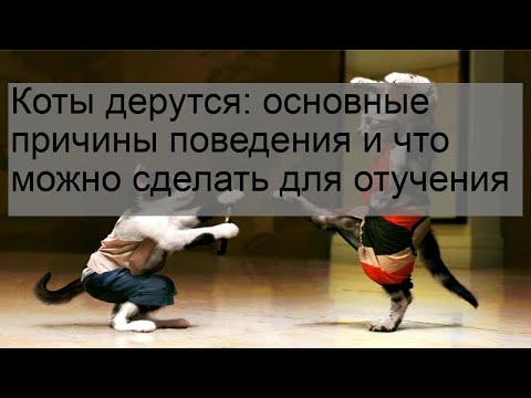 Видео: Как связать с вашим новым котенком