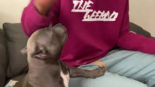 Giving My American Bullyapbt Canine 9 Shot