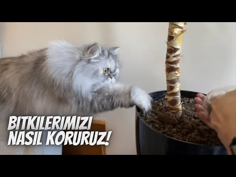 Video: Balıklar şanslı mı?