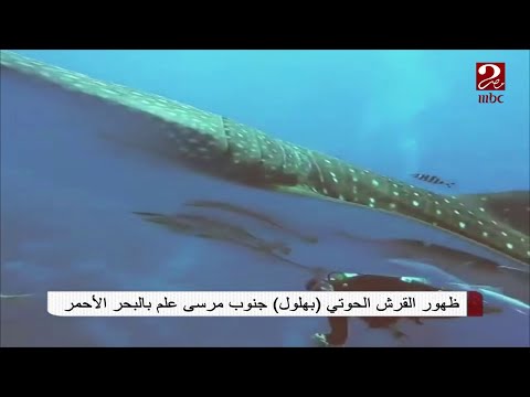 ظهور القرش الحوتي بهلول جنوب مرسى علم تعرف عليه