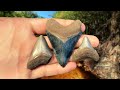 Exploring Florida Swamps for Shark Teeth and Other Fossils - Hunting for Megalodon Teeth