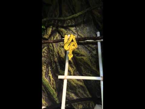 Green tree Python's feeding!