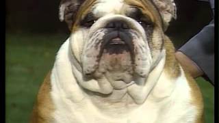 Bulldog - Akc Dog Breed Series