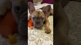 #poky#ukraine #frenchbulldog #bulldogfrances #frenchbulldoglife #frenchbulldogmoments