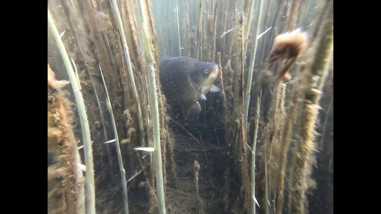 Freediving Palangos karjerai (2019-04-27)