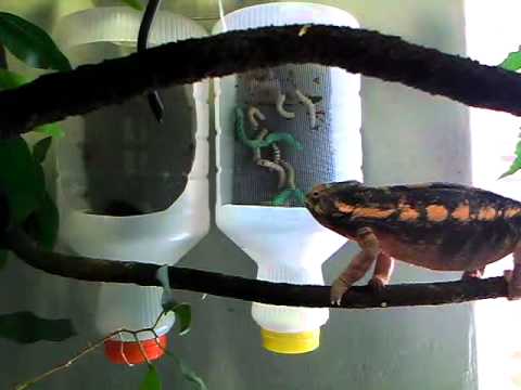 Female Panther Chameleon Eating A Hornworm By Jordanlease1