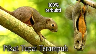 SUARA PIKAT TUPAI TERAMPUH (Di Jamin Langsung Datang)