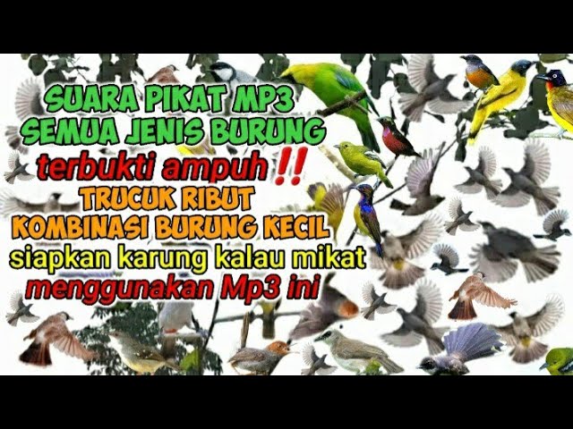 SUARA PIKAT MP3 SEMUA JENIS BURUNG RIBUT KOMBINASI TRUCUK TERBUKTI SANGAT AMPUH #mp3pikat class=