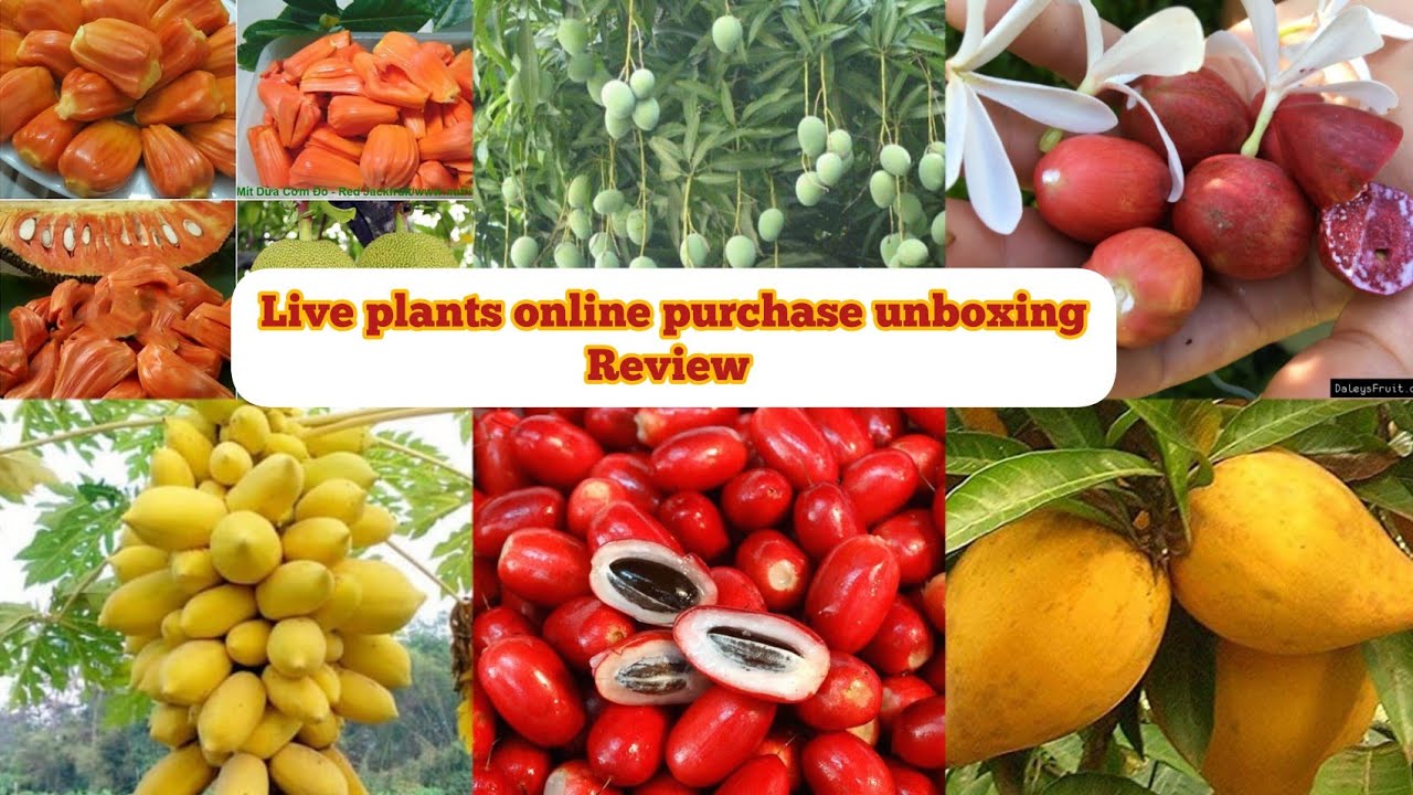 LIVE PLANTS ONLINE SHOPPING UNBOXING REVIEW KPS NURSERY GARDEN ONLINE SHOPPING YouTube