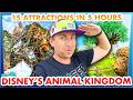 15 Attractions in 5 Hours -- Disney’s Animal Kingdom
