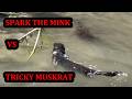 Spark Catching a Particularly Tricky Muskrat