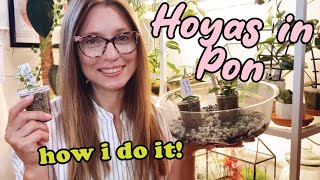 Transferring Hoyas to Pon | how to make your own DIY Pon compared to Lechuza-Pon | Small Leaf Hoyas