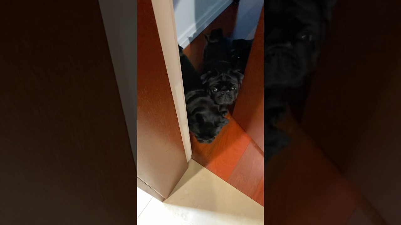 Welcome committee ❤️ 