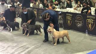 BBC ABKC MELTDOWN BULLY SHOW | American Bully Pocket Female 12 yrs old Category | March 5, 2022