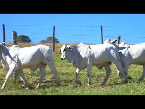 LOTE 57   NIVI 2009, NIVI 2035 e NIVI 2036
