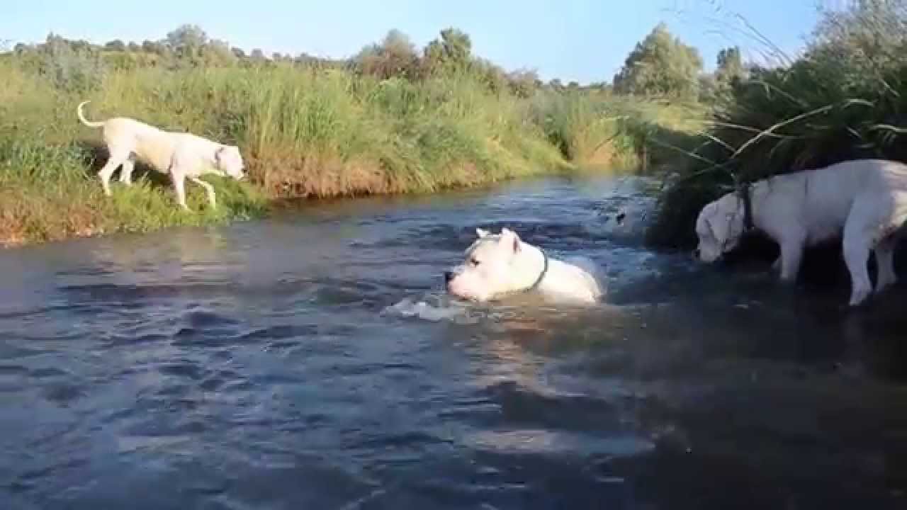 Dogo Argentino - de la Pampita 