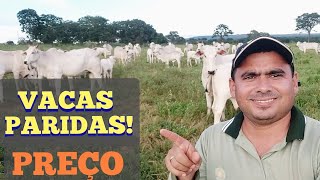 VACAS PARIDAS! Veja o PREÇO. Vale a Pena Comprar? Reunir os Bezerros no Curral.