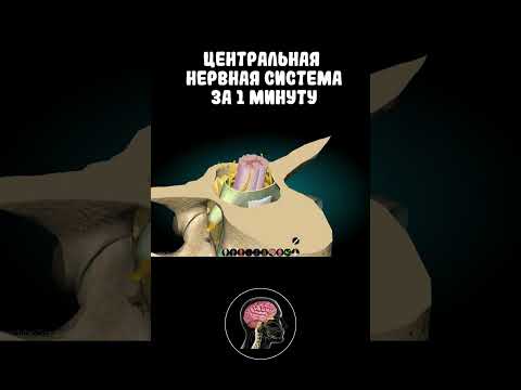 Нервная система за 1 минут #shorts #medicine